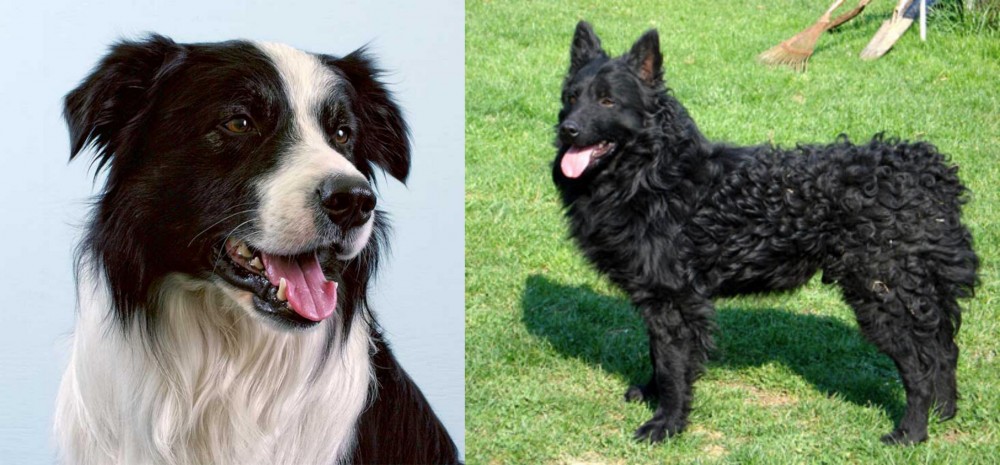 Croatian Sheepdog vs Border Collie - Breed Comparison