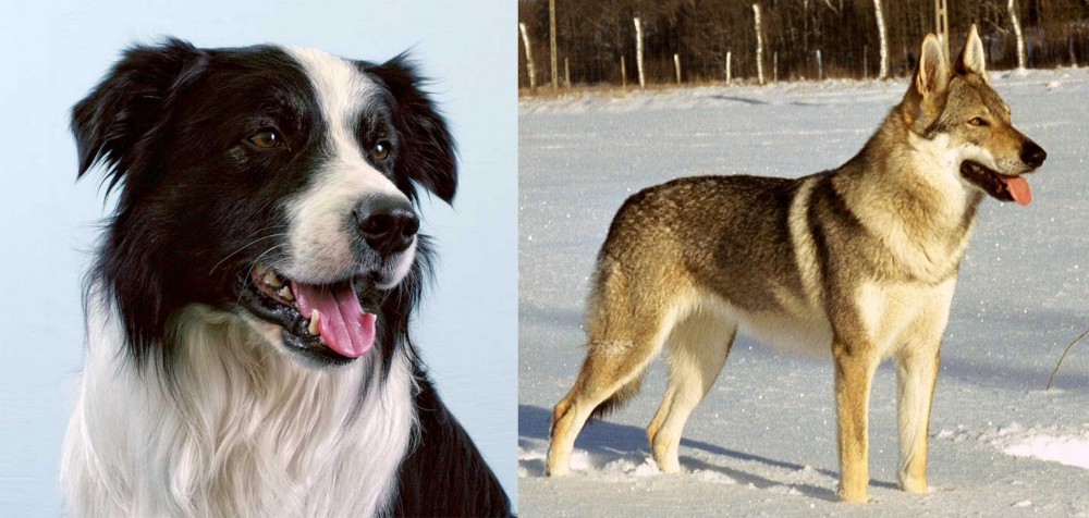 Czechoslovakian Wolfdog vs Border Collie - Breed Comparison