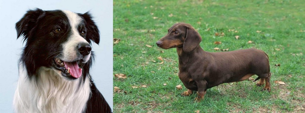 Dachshund vs Border Collie - Breed Comparison