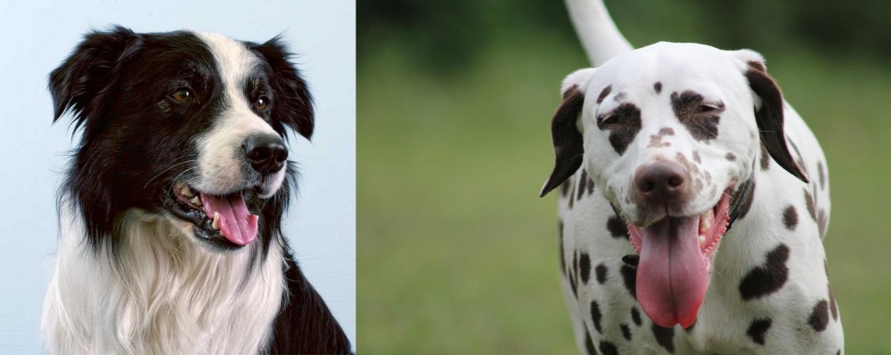 Dalmatian vs Border Collie - Breed Comparison