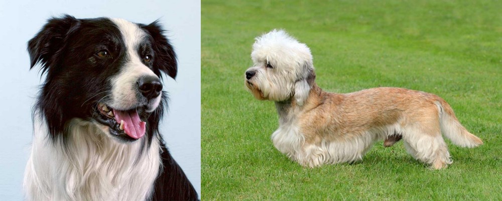 Dandie Dinmont Terrier vs Border Collie - Breed Comparison