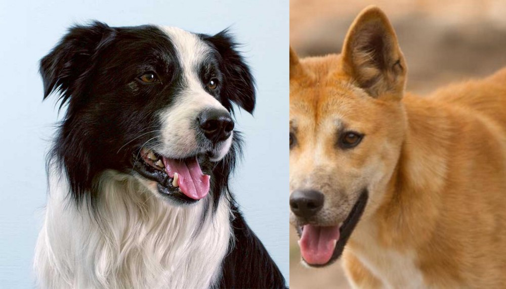 Dingo vs Border Collie - Breed Comparison