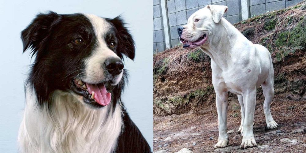 Dogo Guatemalteco vs Border Collie - Breed Comparison