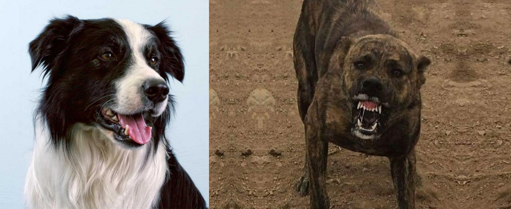 Dogo Sardesco vs Border Collie - Breed Comparison