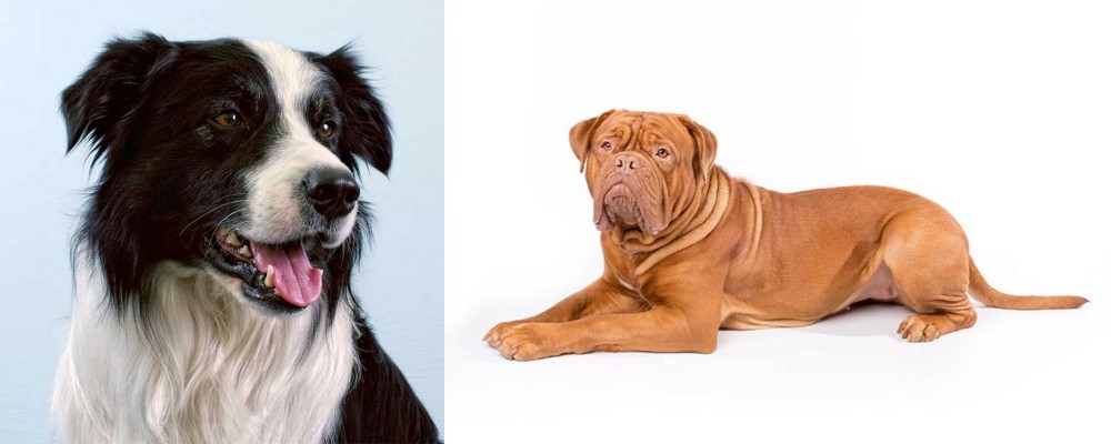 Dogue De Bordeaux vs Border Collie - Breed Comparison
