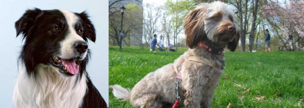 Doxiepoo vs Border Collie - Breed Comparison