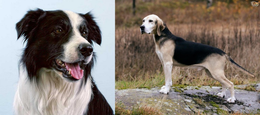 Dunker vs Border Collie - Breed Comparison