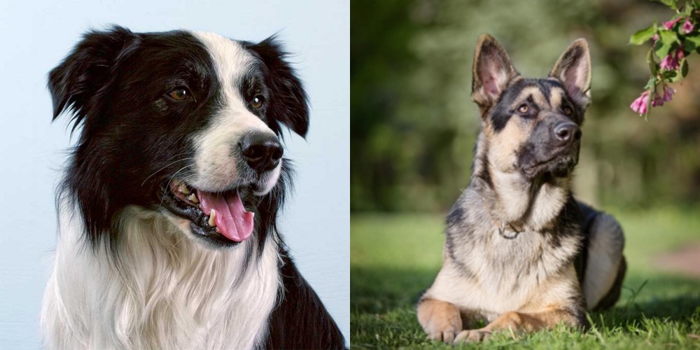 East European Shepherd vs Border Collie - Breed Comparison