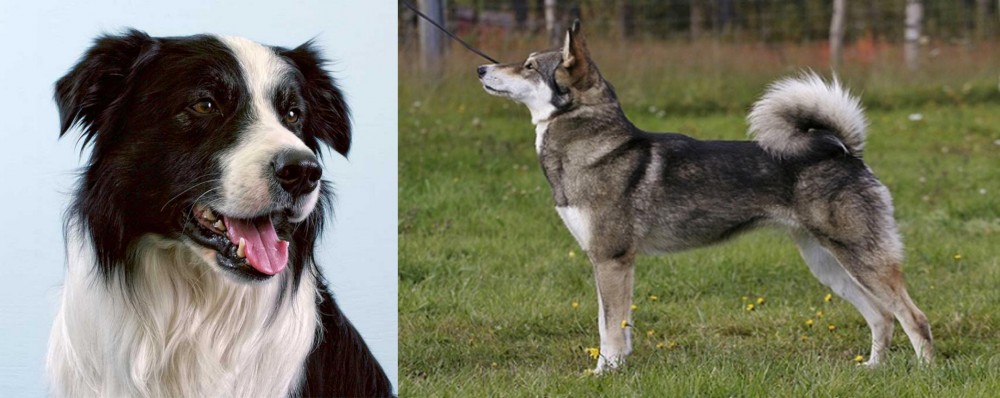East Siberian Laika vs Border Collie - Breed Comparison