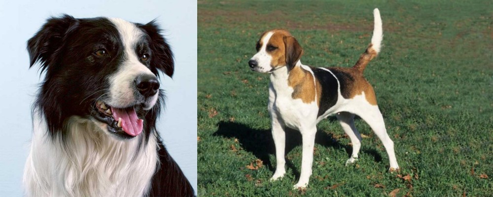 English Foxhound vs Border Collie - Breed Comparison