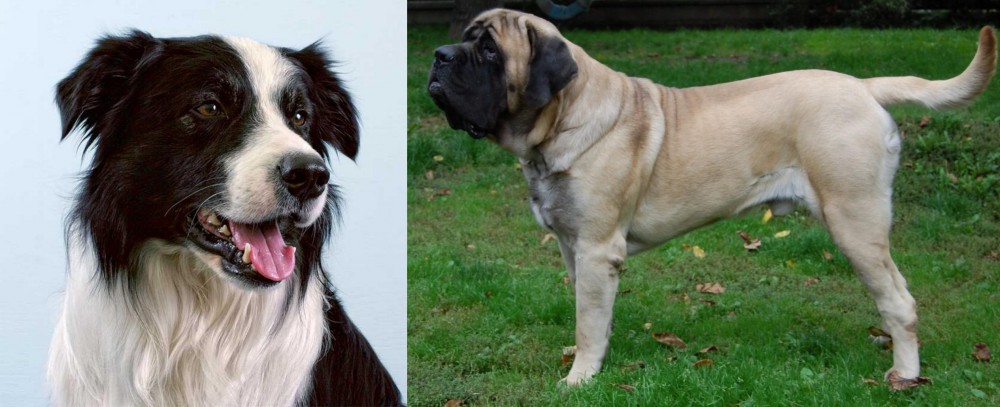 English Mastiff vs Border Collie - Breed Comparison