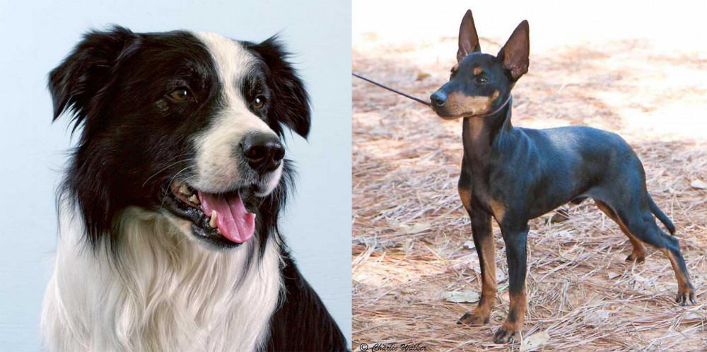English Toy Terrier (Black & Tan) vs Border Collie - Breed Comparison