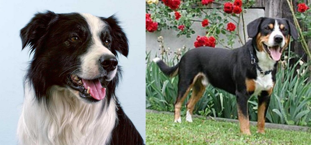 Entlebucher Mountain Dog vs Border Collie - Breed Comparison