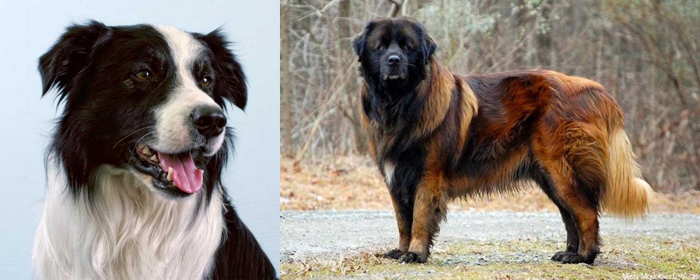 Estrela Mountain Dog vs Border Collie - Breed Comparison