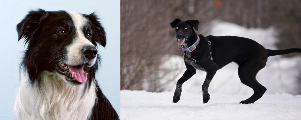 Eurohound vs Border Collie - Breed Comparison