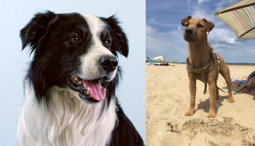 Fell Terrier vs Border Collie - Breed Comparison