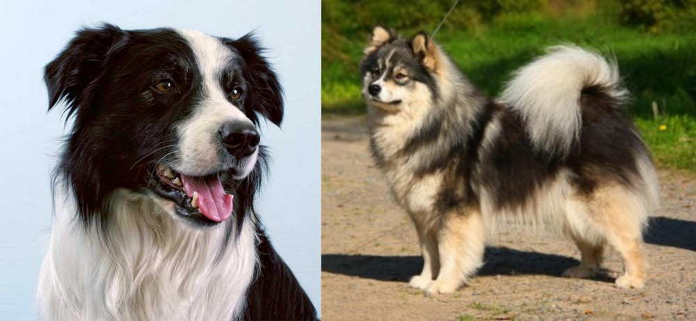 Finnish Lapphund vs Border Collie - Breed Comparison
