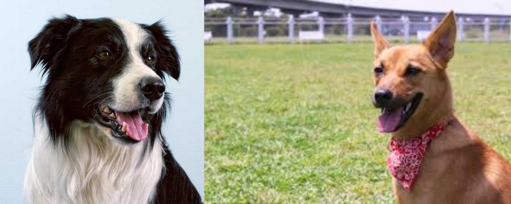Formosan Mountain Dog vs Border Collie - Breed Comparison