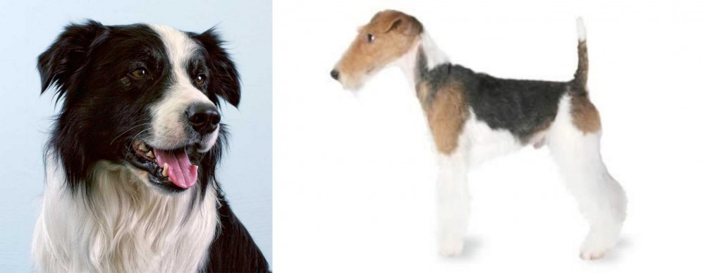 Fox Terrier vs Border Collie - Breed Comparison