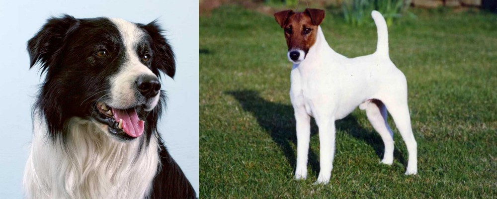 Fox Terrier (Smooth) vs Border Collie - Breed Comparison