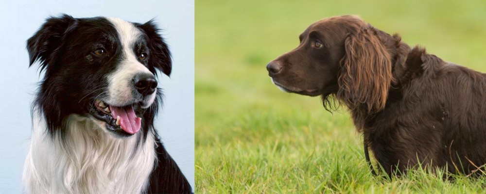 German Longhaired Pointer vs Border Collie - Breed Comparison
