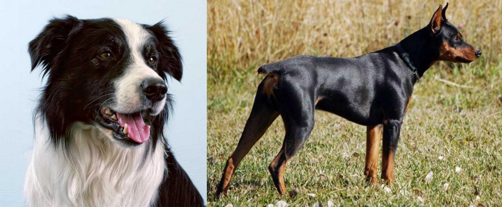 German Pinscher vs Border Collie - Breed Comparison