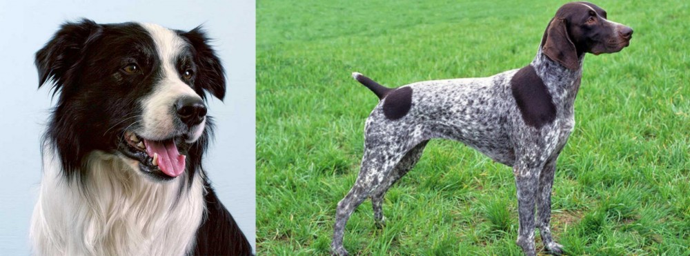 German Shorthaired Pointer vs Border Collie - Breed Comparison