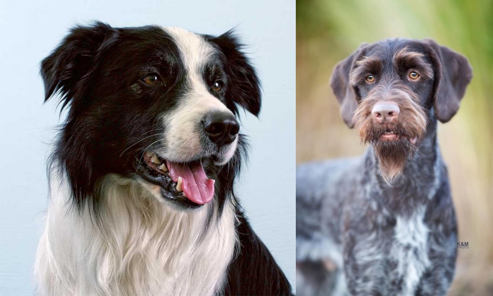 German Wirehaired Pointer vs Border Collie - Breed Comparison