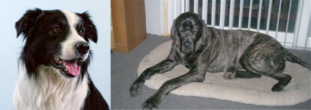 Giant Maso Mastiff vs Border Collie - Breed Comparison