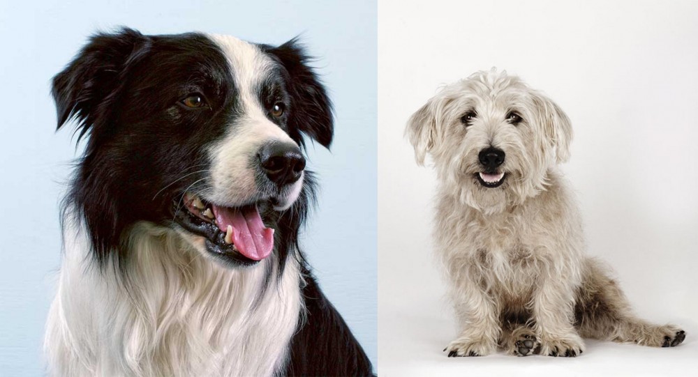 Glen of Imaal Terrier vs Border Collie - Breed Comparison