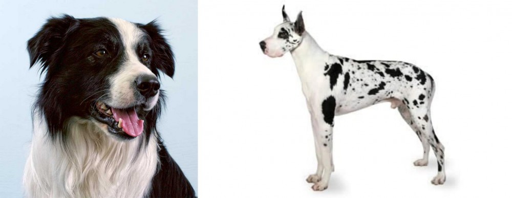 Great Dane vs Border Collie - Breed Comparison