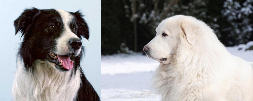 Great Pyrenees vs Border Collie - Breed Comparison