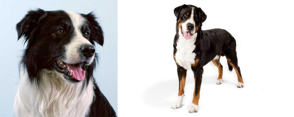 Greater Swiss Mountain Dog vs Border Collie - Breed Comparison