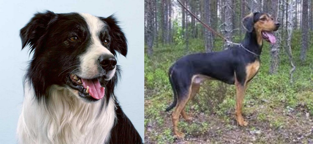 Greek Harehound vs Border Collie - Breed Comparison