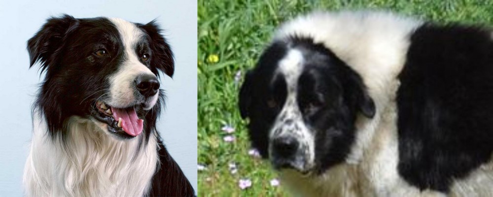 Greek Sheepdog vs Border Collie - Breed Comparison