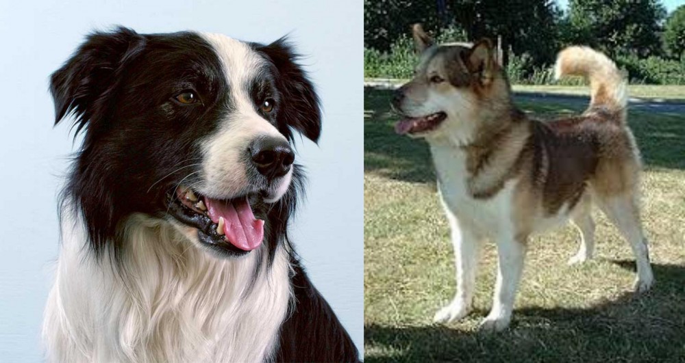Greenland Dog vs Border Collie - Breed Comparison