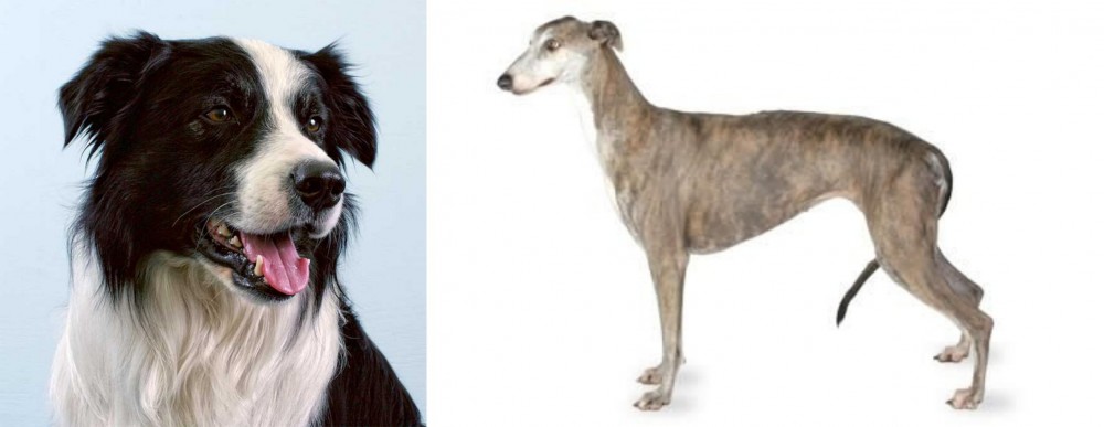 Greyhound vs Border Collie - Breed Comparison