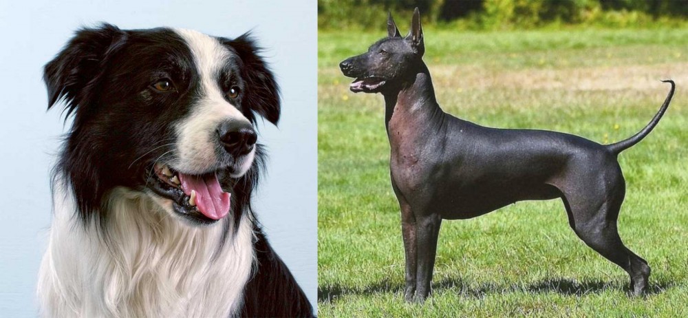 Hairless Khala vs Border Collie - Breed Comparison