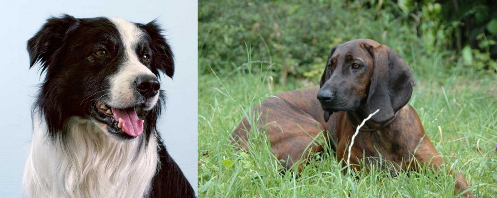 Hanover Hound vs Border Collie - Breed Comparison