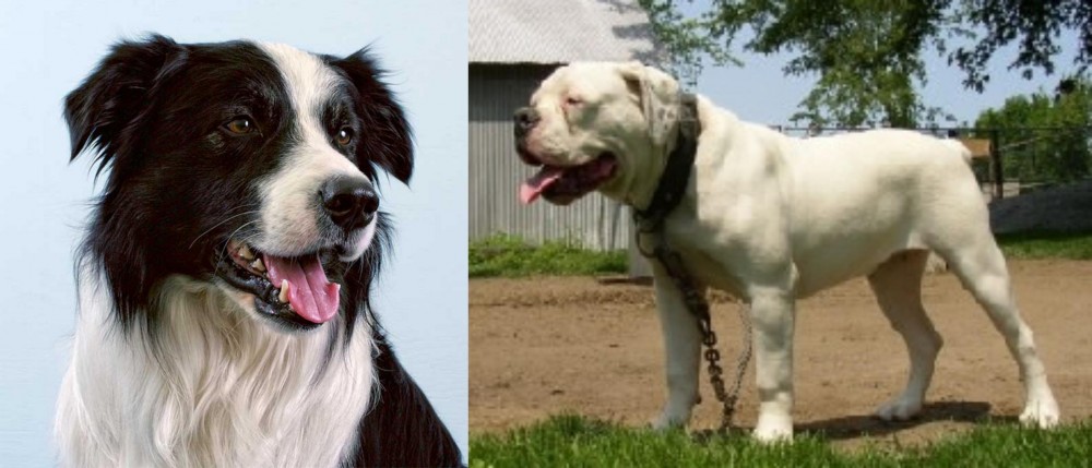 Hermes Bulldogge vs Border Collie - Breed Comparison