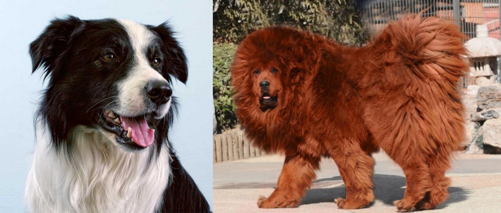 Himalayan Mastiff vs Border Collie - Breed Comparison