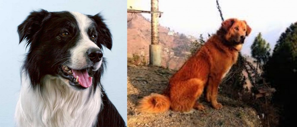 Himalayan Sheepdog vs Border Collie - Breed Comparison