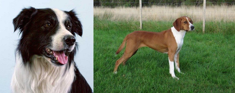 Hygenhund vs Border Collie - Breed Comparison
