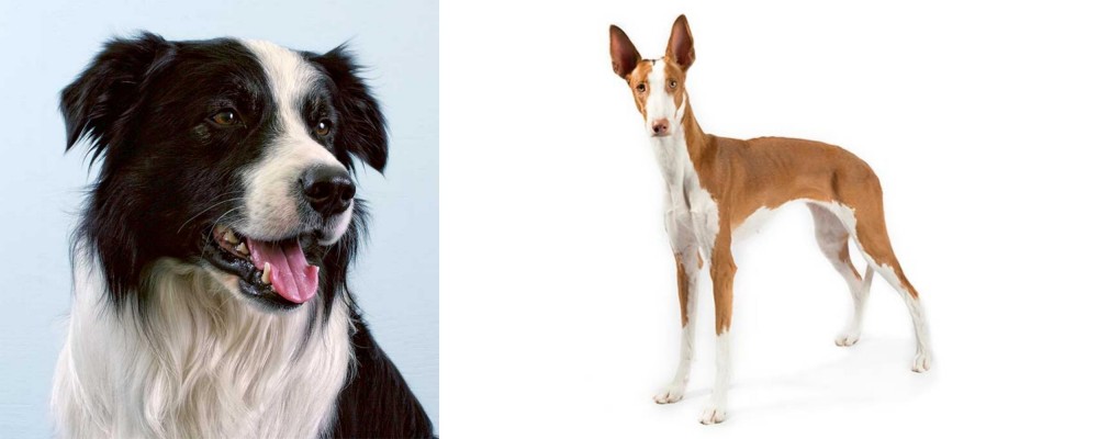Ibizan Hound vs Border Collie - Breed Comparison