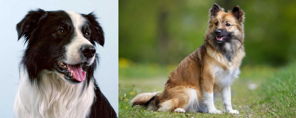 Icelandic Sheepdog vs Border Collie - Breed Comparison