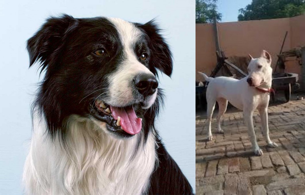 Indian Bull Terrier vs Border Collie - Breed Comparison