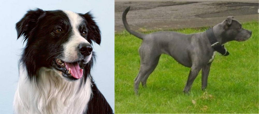 Irish Bull Terrier vs Border Collie - Breed Comparison