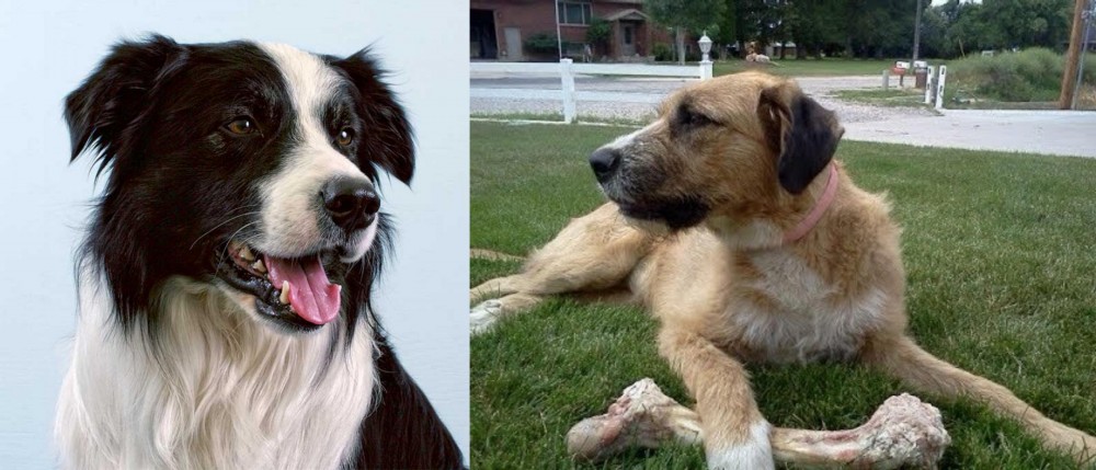 Irish Mastiff Hound vs Border Collie - Breed Comparison