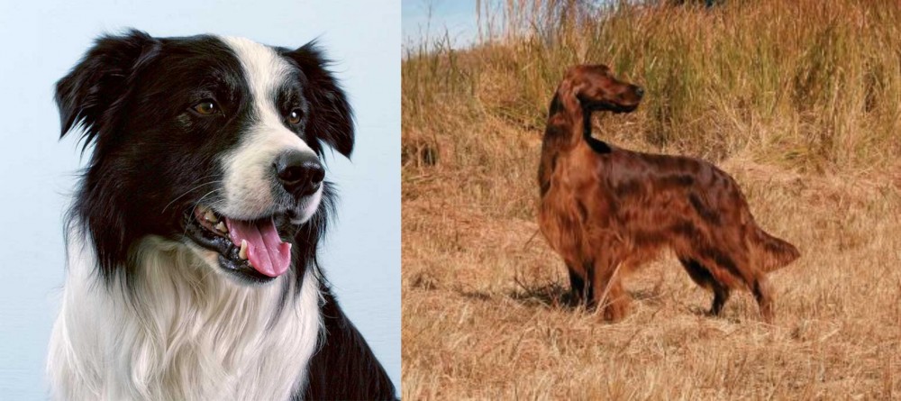 Irish Setter vs Border Collie - Breed Comparison