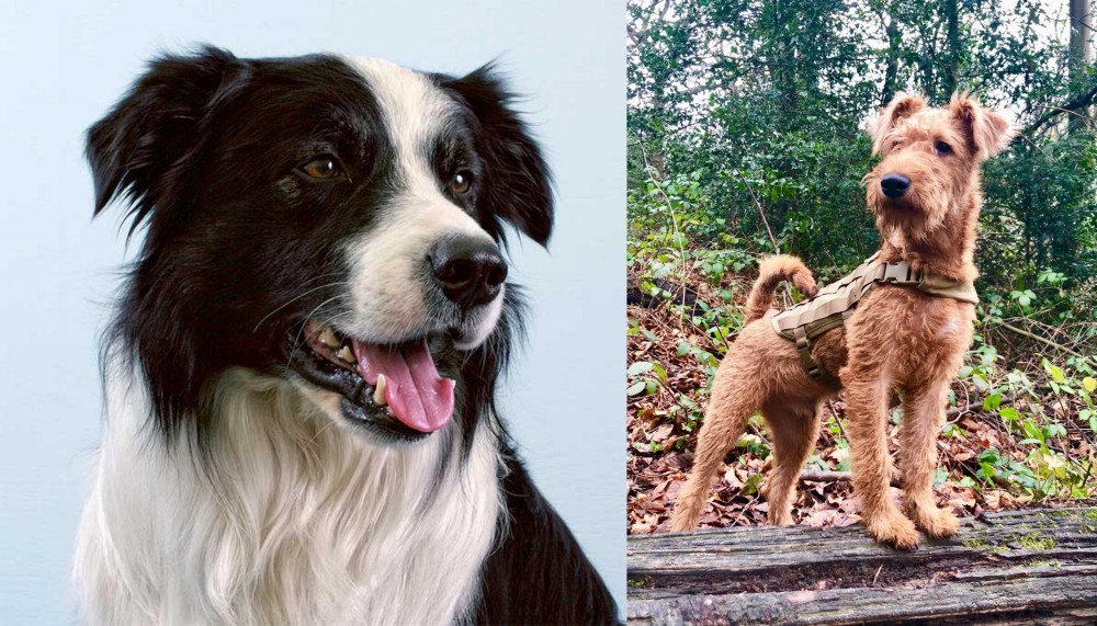 Irish Terrier vs Border Collie - Breed Comparison